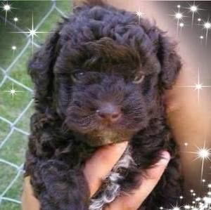 Meet your Posher, Jane